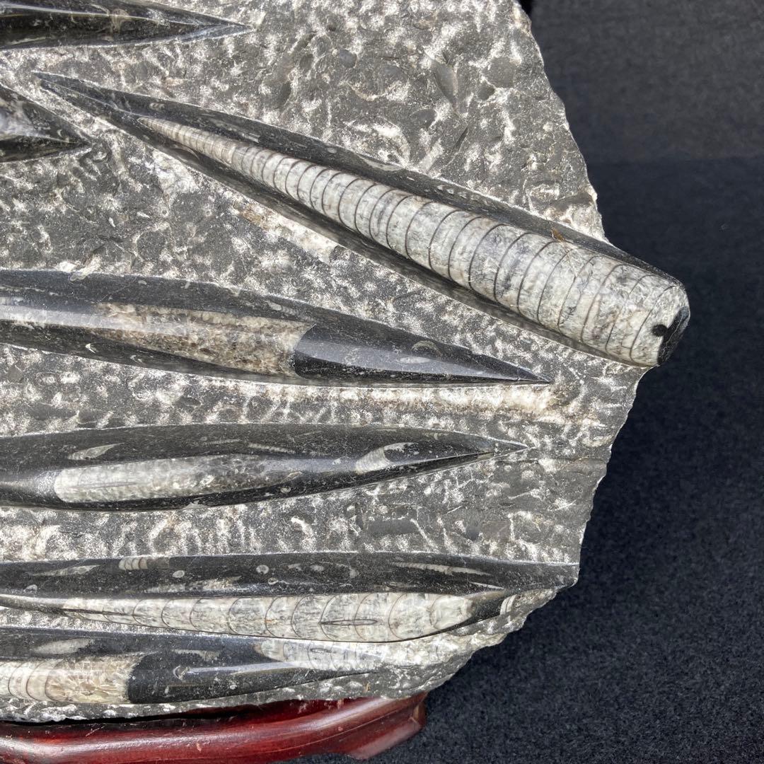 直角石オルソセラス大型台付