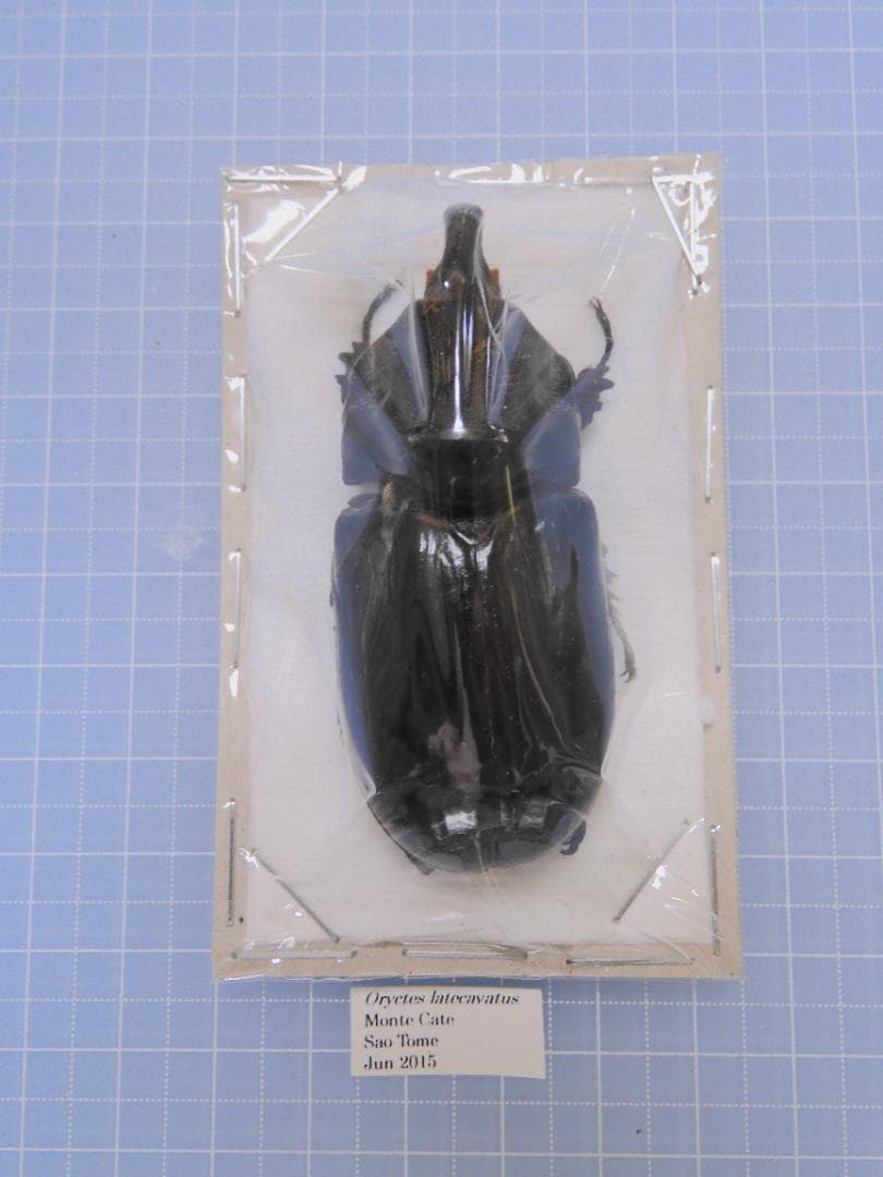 サオトメ島産　ラティカバトゥスサイカブト　63mm