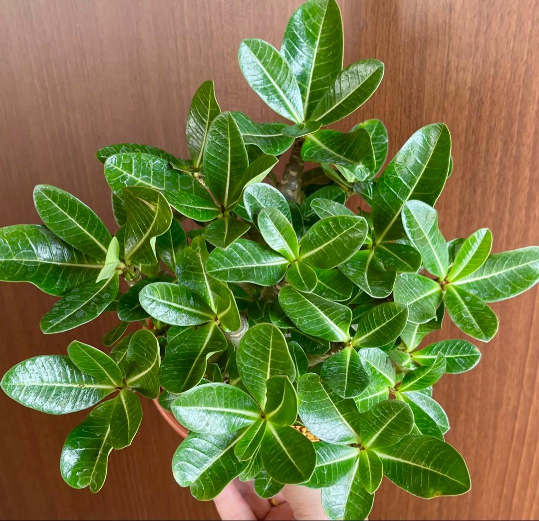 【激レア/ドワーフ/超極太/塊根】アデニウム アラビカムV2ハック鉢植え F-1