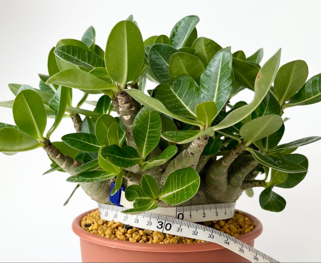 【激レア/ドワーフ/超極太/塊根】アデニウム アラビカムV2ハック鉢植え F-1