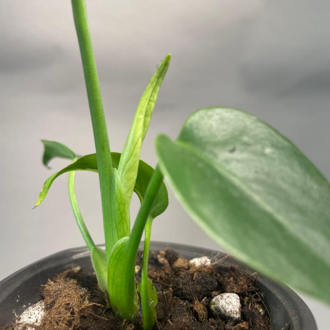 M*z様 a32 品種保証！Bulbasaurモンステラ バルバソー フシギダネ