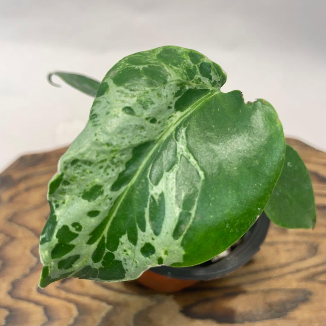 M*z様 a32 品種保証！Bulbasaurモンステラ バルバソー フシギダネ