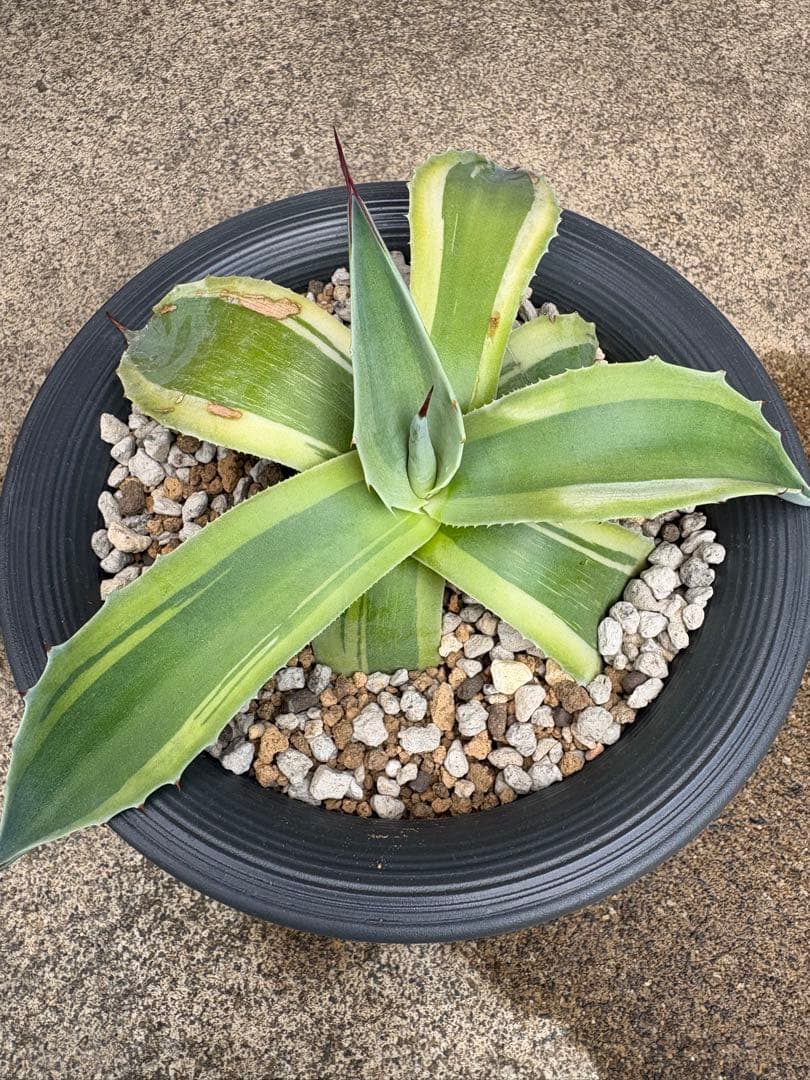 【SALE】オバティフォリア オルカ 発根済み 検 キラー リップル