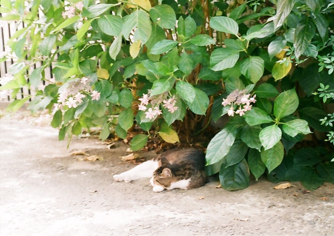 【作動保証1ヶ月】整備済、完動品/ OLYMPUS PEN EED オリンパス