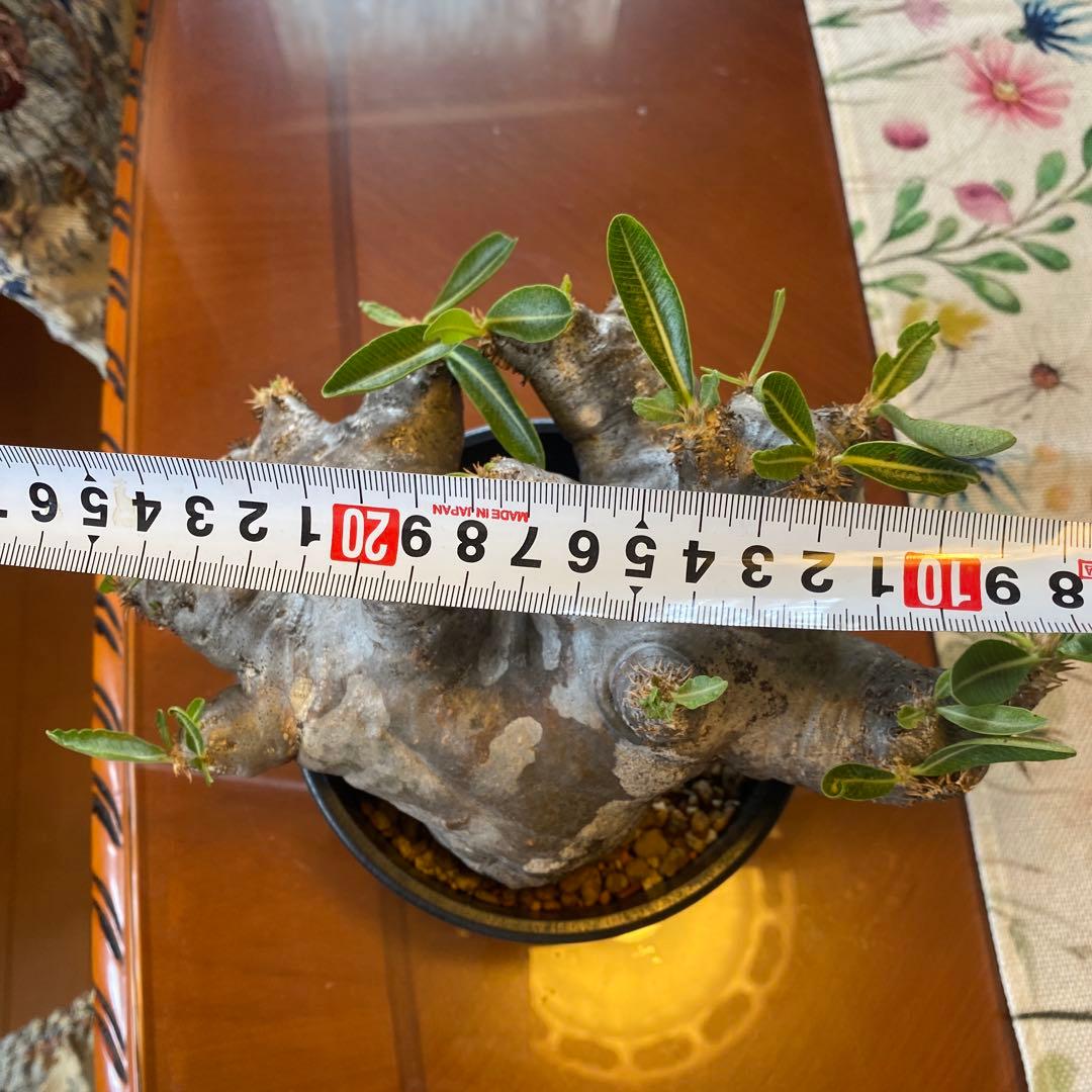 ブレピカリックス 大きめ 現地球 落葉しました