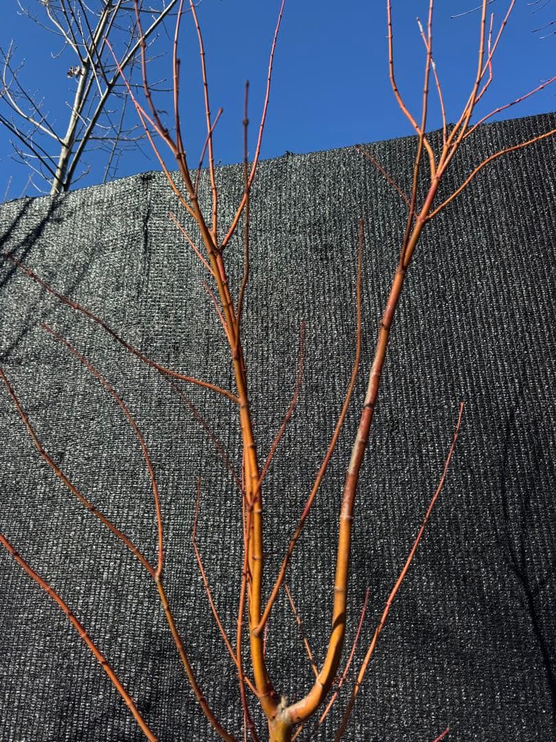 カツラモミジ　大株　【品番3519】