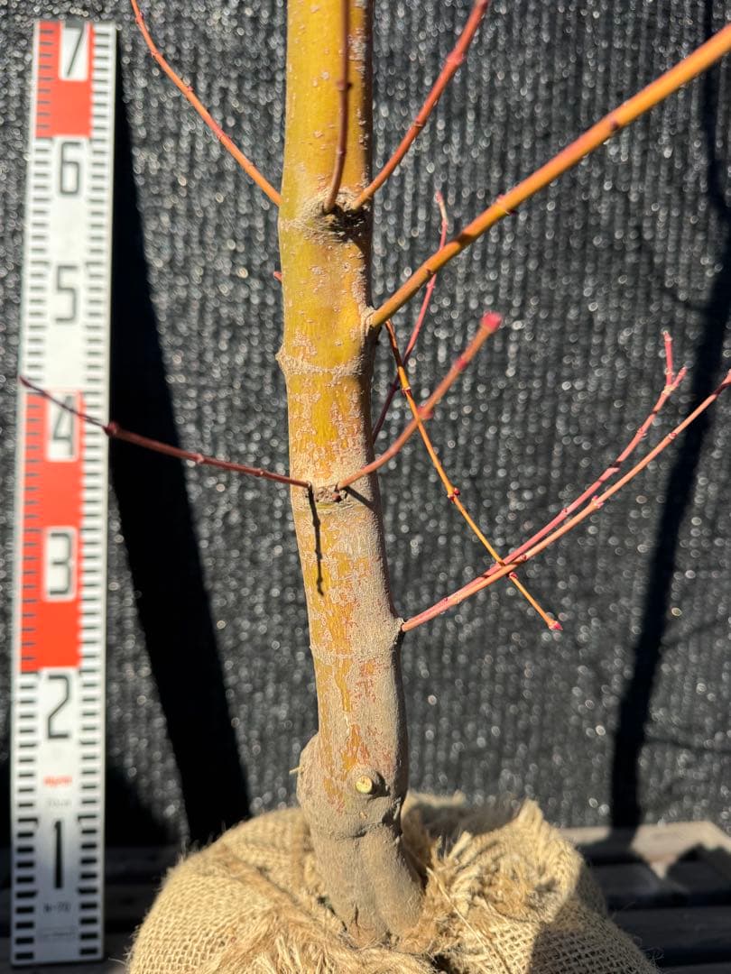 カツラモミジ　大株　【品番3519】