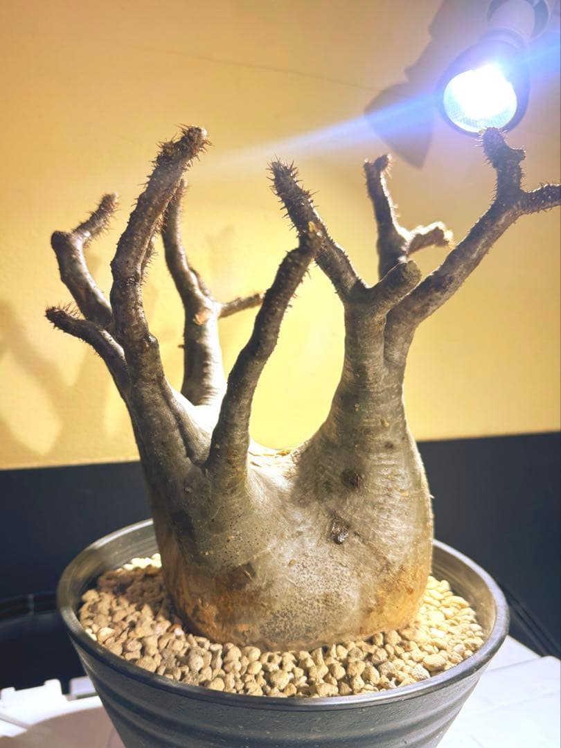 中型塊根植物　グラキリス　只今、 水耕管理中 多枝株