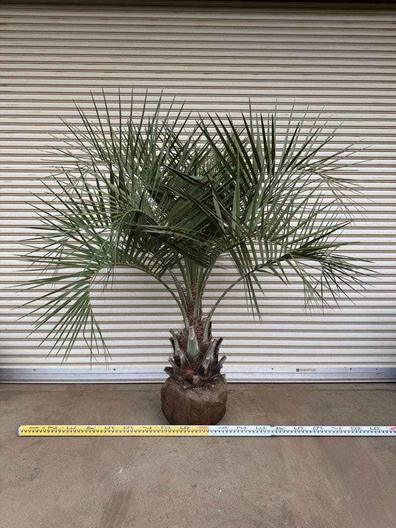 送料込み　ココスヤシ 　幹極太　形状良 シルバーリーフ　庭木　現品