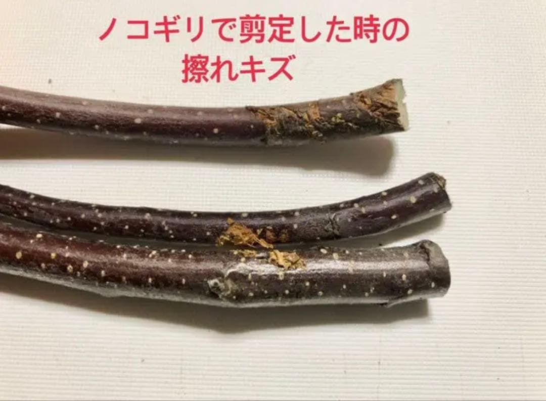 エマ様