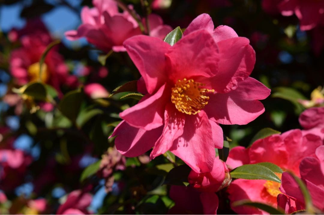 m.k.iさん専用『訳あり美品』Nikon D5100 デジタル一眼レフカメラ