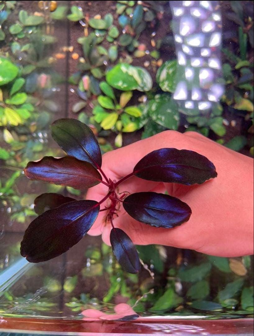 joy(プロフページ