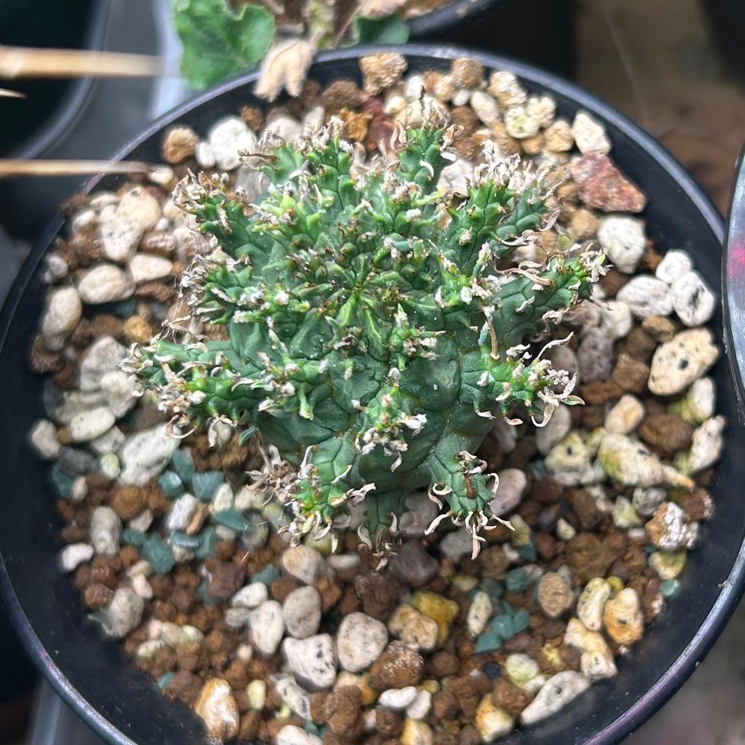 【超希少】ユーフォルビア　デセプタ　実生