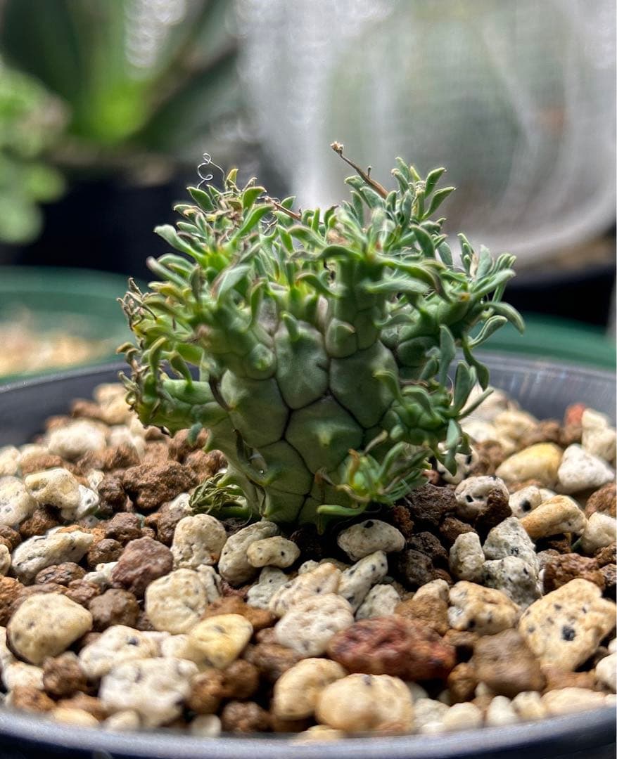 【超希少】ユーフォルビア　デセプタ　実生