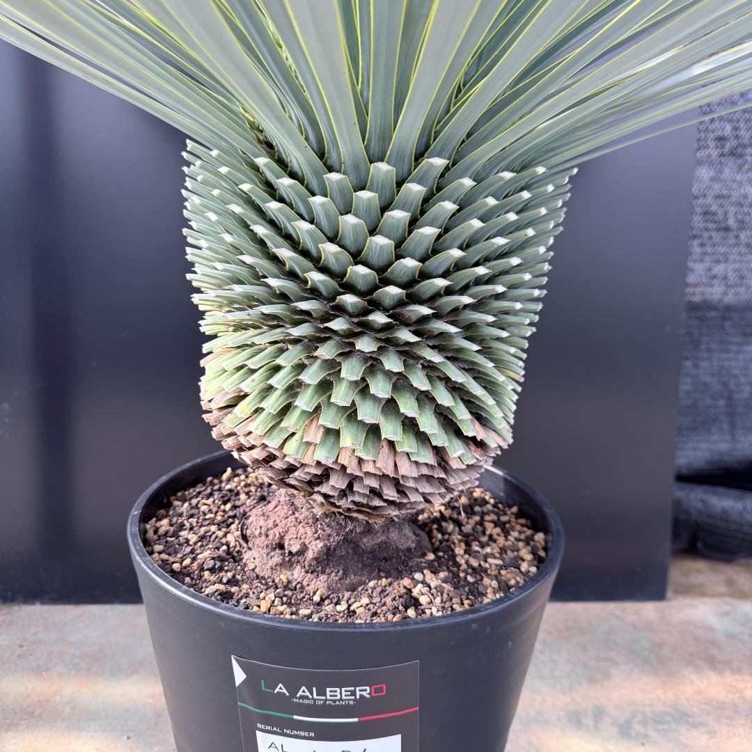 【AL1176】ユッカ　ロストラータ　超美形　極太　シルバーブルー　葉数多