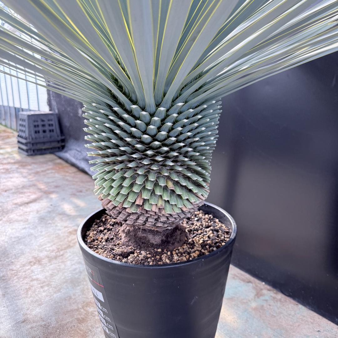 【AL1176】ユッカ　ロストラータ　超美形　極太　シルバーブルー　葉数多