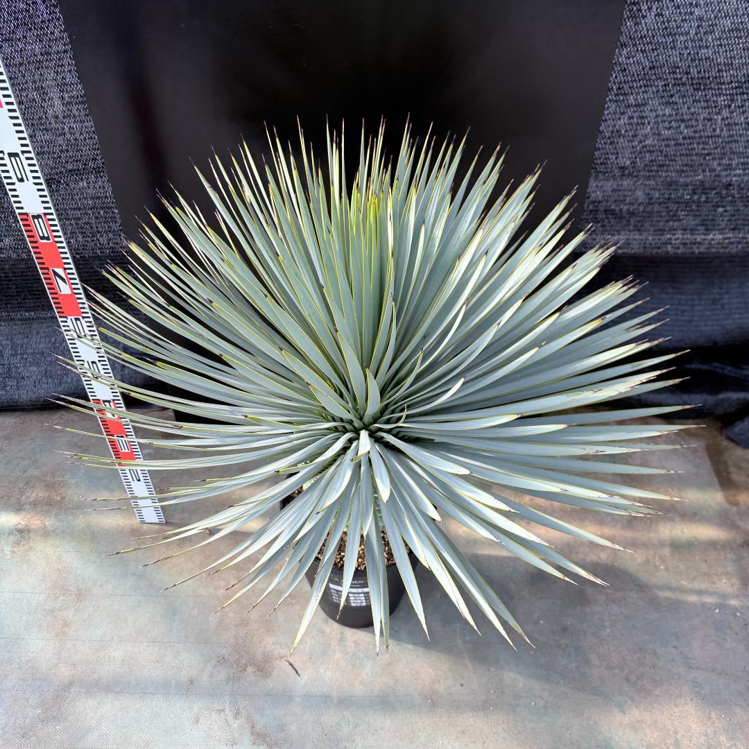 【AL1176】ユッカ　ロストラータ　超美形　極太　シルバーブルー　葉数多