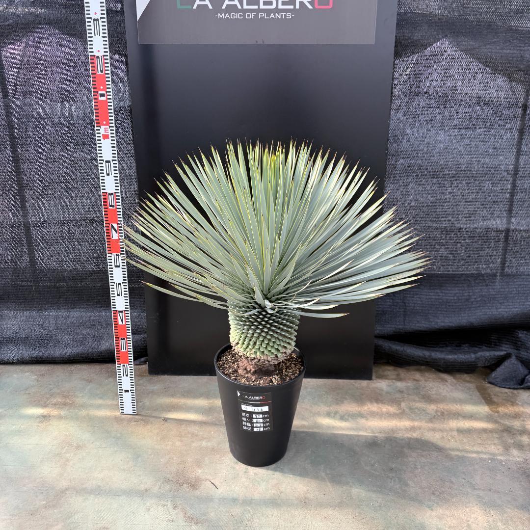 【AL1176】ユッカ　ロストラータ　超美形　極太　シルバーブルー　葉数多