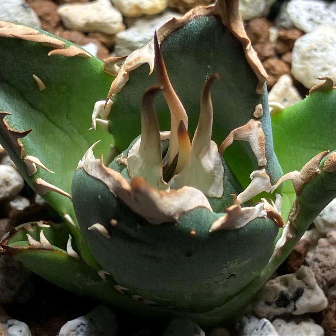 選抜【REZA産】イラン株　特選　太棘　アガベ　チタノタ　NOVA ノヴァ