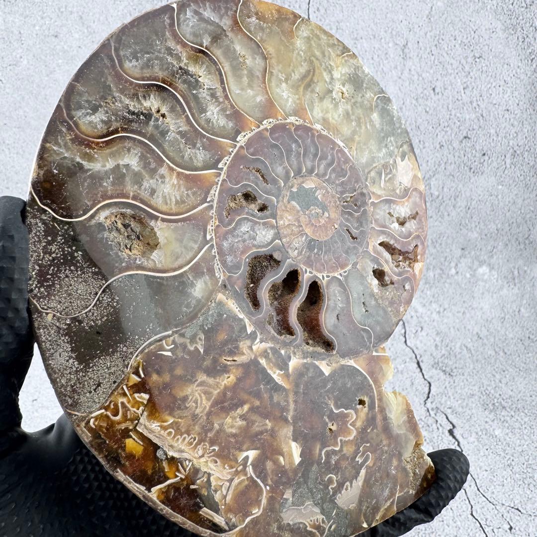 G-137天然アンモナイト 化石 左右対称ペアスライス 台座付き 鑑賞標本