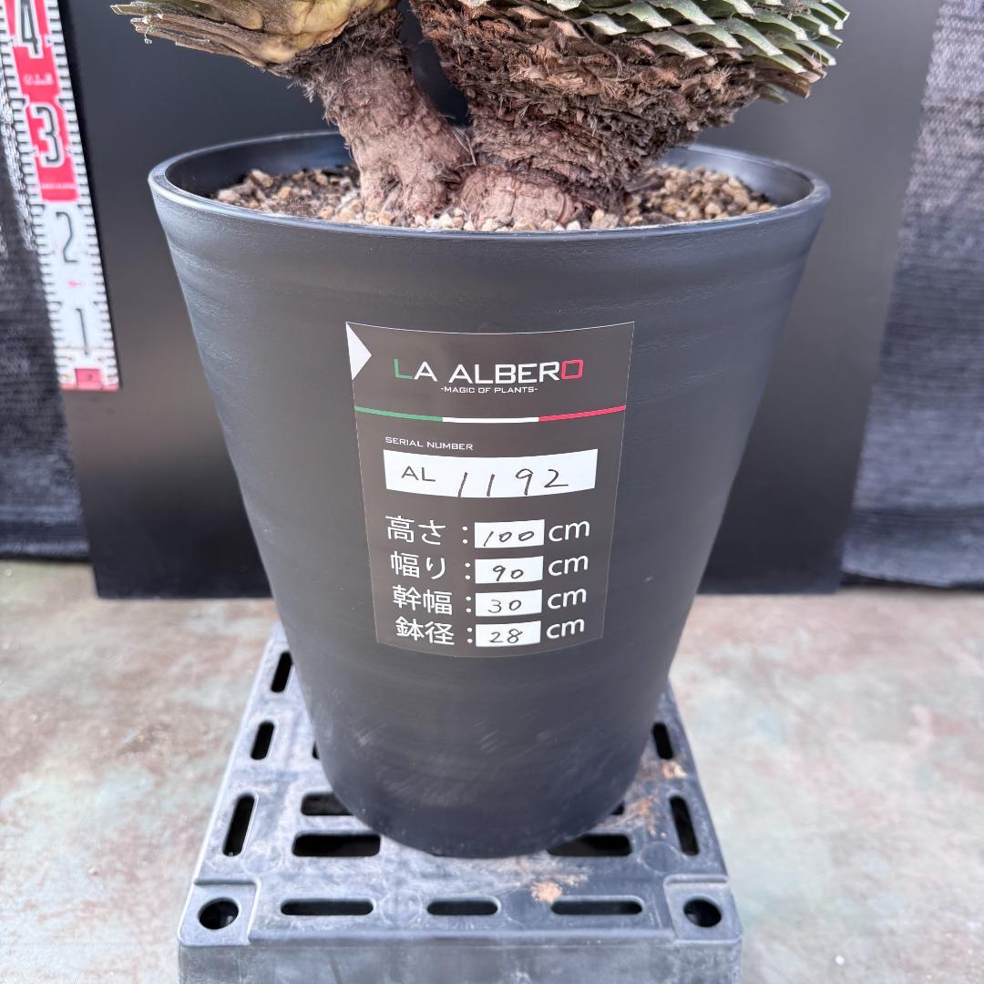 【AL1192】ユッカ　ロストラータ　ダブルベッド