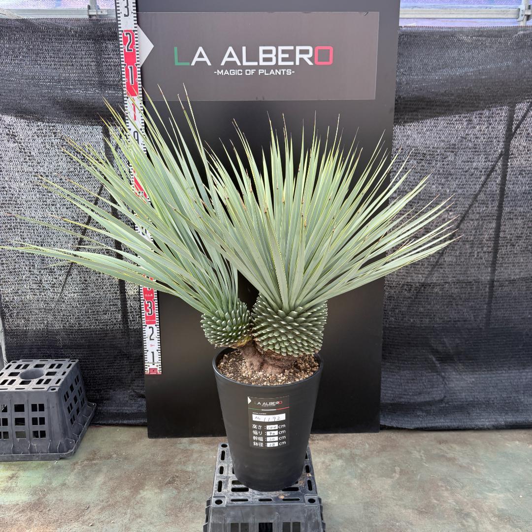 【AL1192】ユッカ　ロストラータ　ダブルベッド