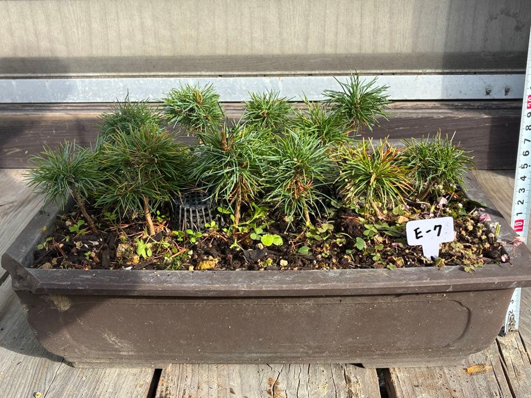 14本セット ★盆栽★ 赤石五葉松　 E-8 ★愛媛県より発送★