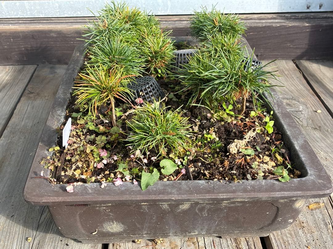 14本セット ★盆栽★ 赤石五葉松　 E-8 ★愛媛県より発送★