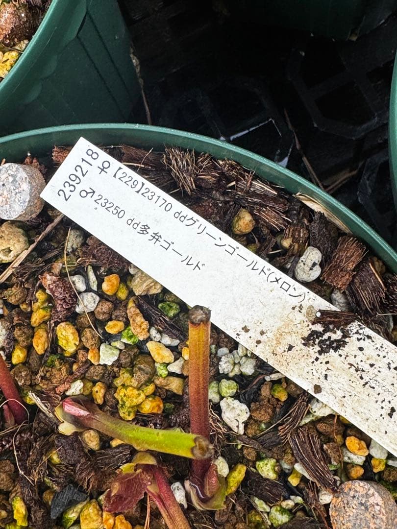 加藤農園 多弁ゴールド