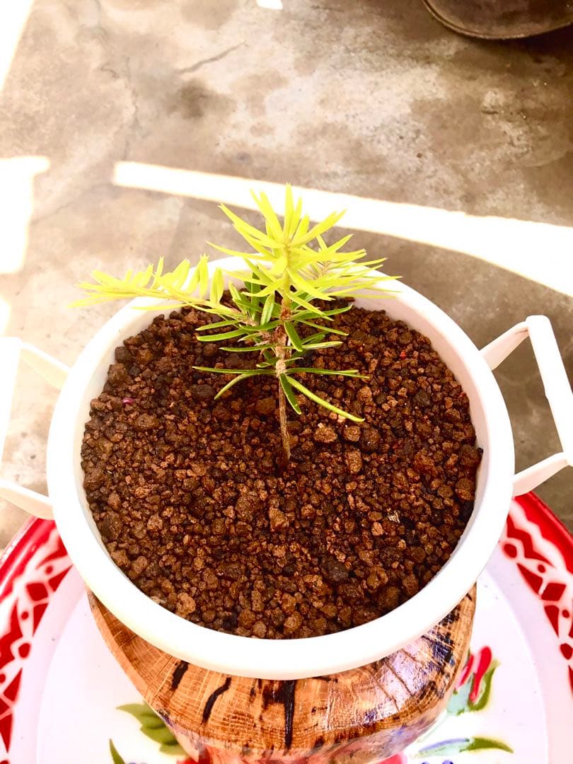 完売【可愛い野生のもみの木さん/クリスマスツリー】樅の木/モミの木/今年2年生