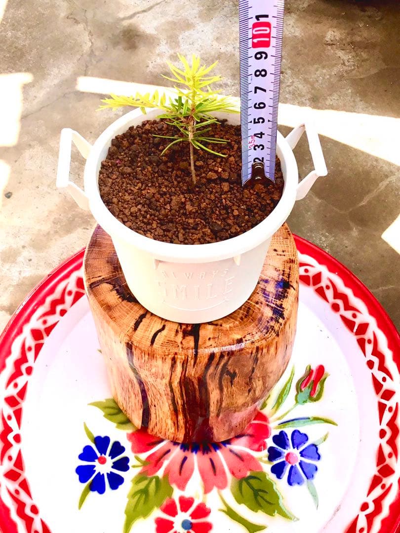 完売【可愛い野生のもみの木さん/クリスマスツリー】樅の木/モミの木/今年2年生