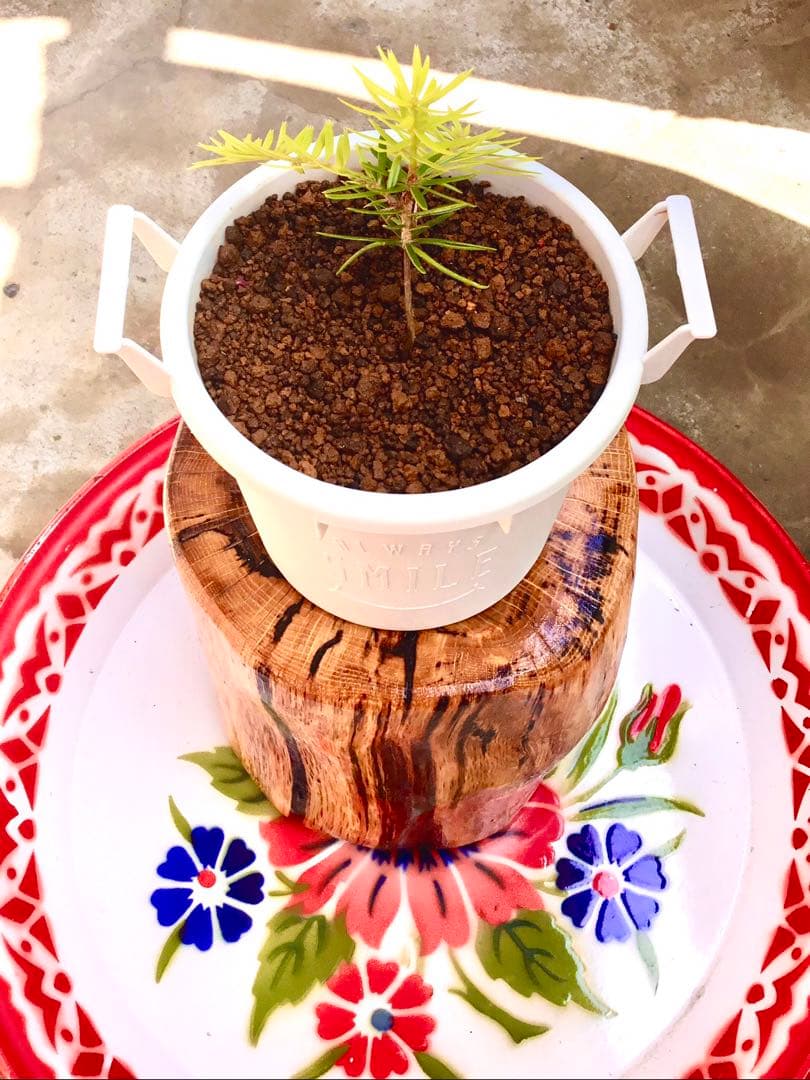 完売【可愛い野生のもみの木さん/クリスマスツリー】樅の木/モミの木/今年2年生