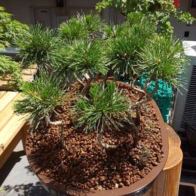 盆栽    三河産黒松