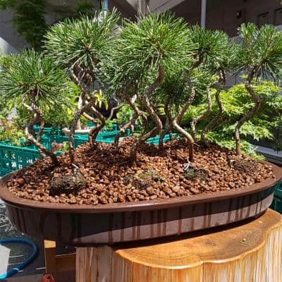 盆栽    三河産黒松