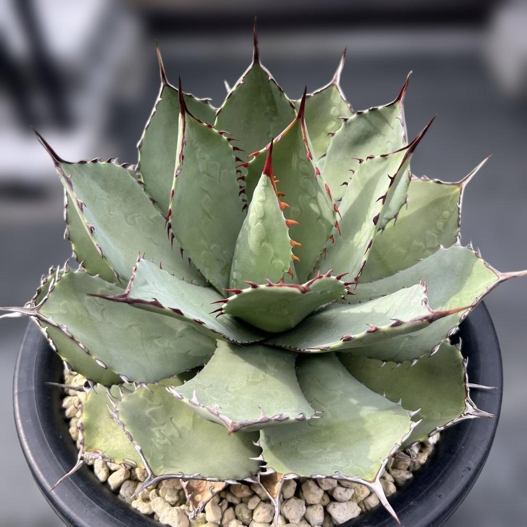 アガベ　パリーハイブリッド