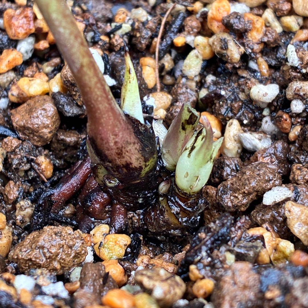 r*i様 ☘️ラスト2☘️超超超レア☘️❤️根充実❤️新芽❤️3280⭐️NEW