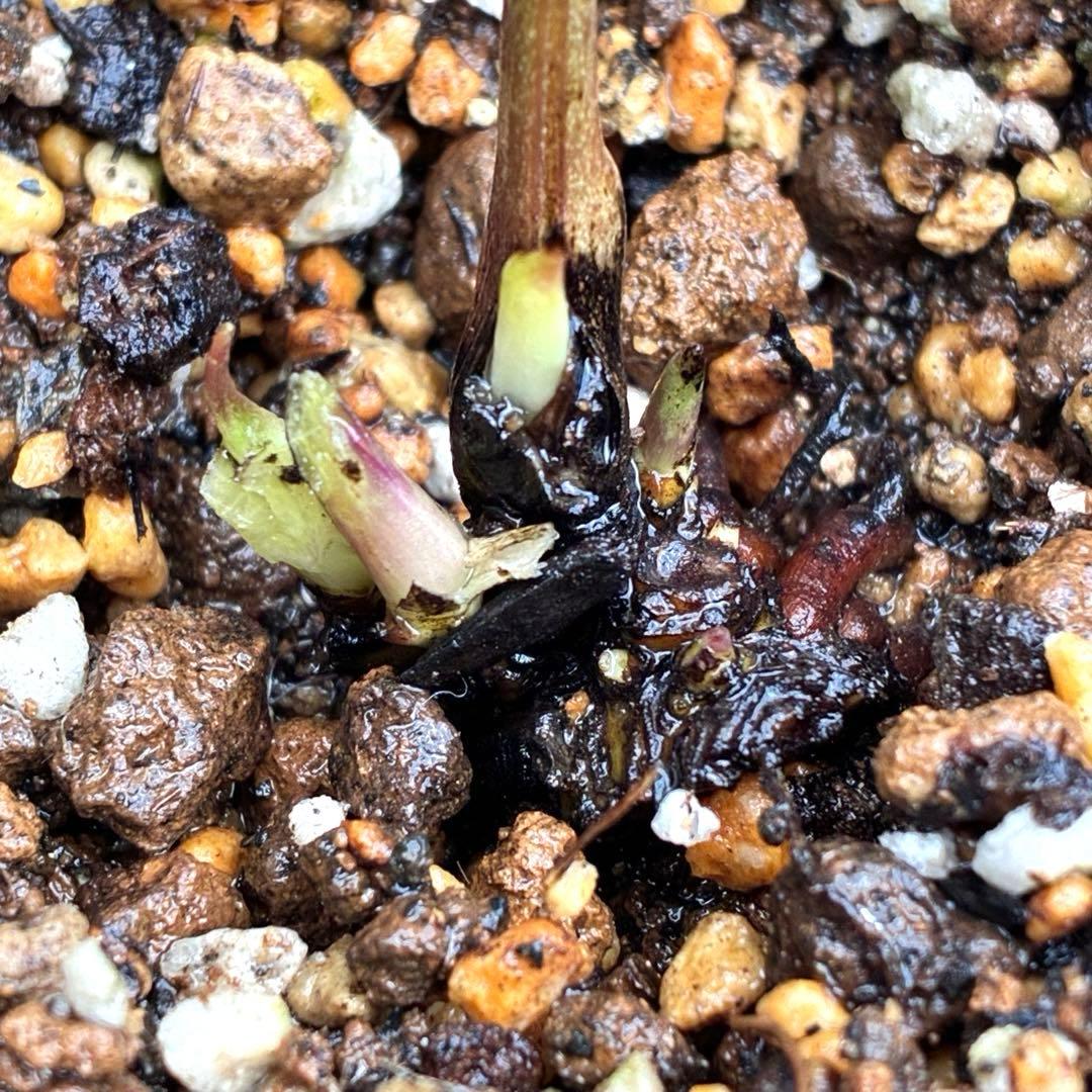 r*i様 ☘️ラスト2☘️超超超レア☘️❤️根充実❤️新芽❤️3280⭐️NEW