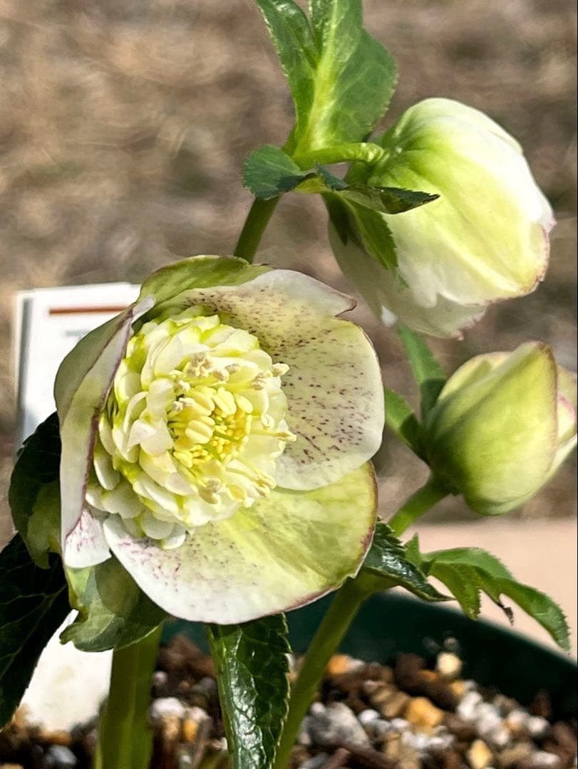 r*i様 ☘️ラスト2☘️超超超レア☘️❤️根充実❤️新芽❤️3280⭐️NEW