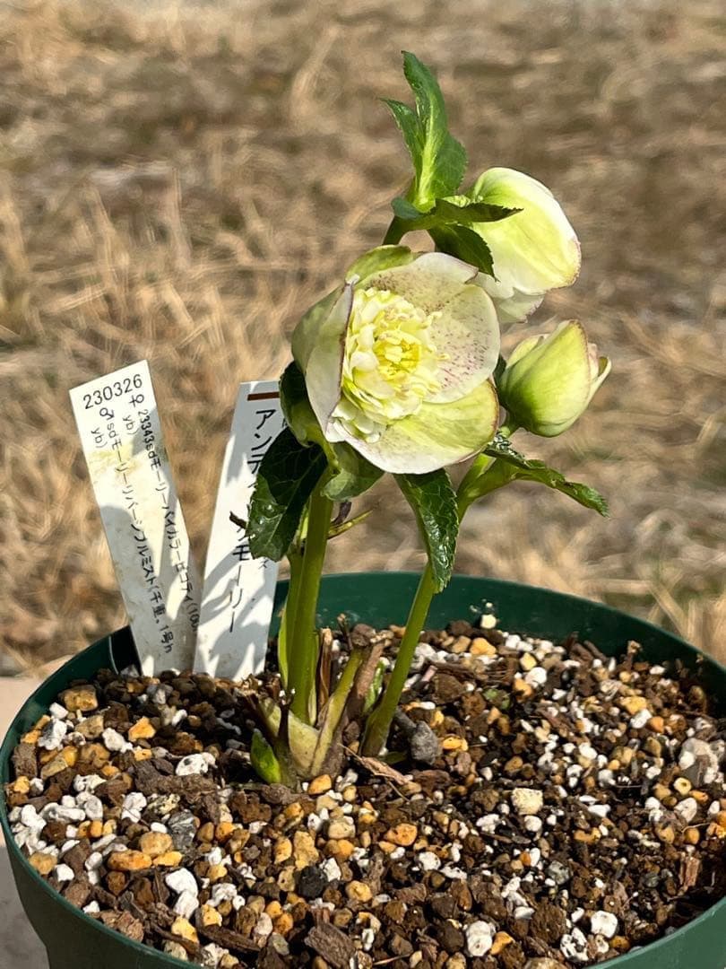 r*i様 ☘️ラスト2☘️超超超レア☘️❤️根充実❤️新芽❤️3280⭐️NEW