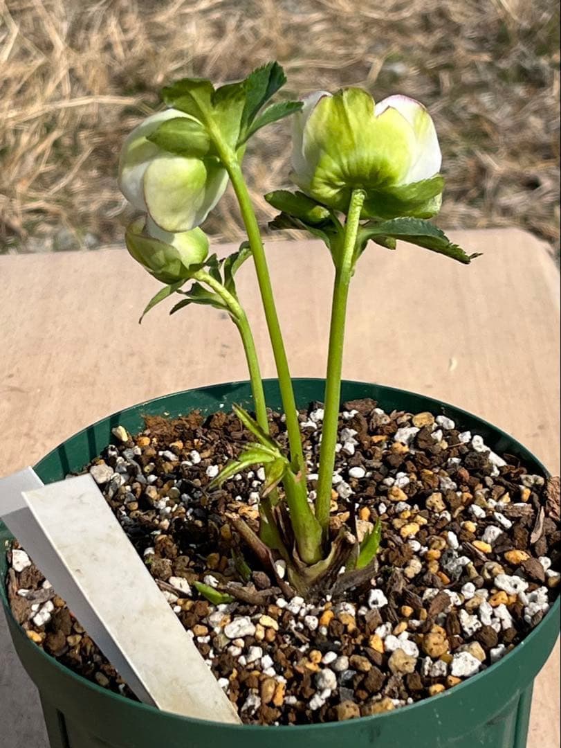 r*i様 ☘️ラスト2☘️超超超レア☘️❤️根充実❤️新芽❤️3280⭐️NEW