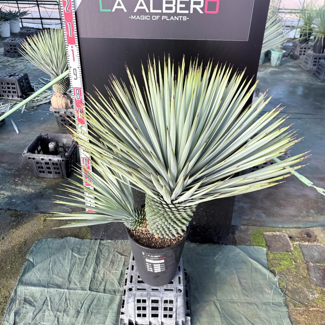 【AL1116】ユッカ　ロストラータ　希少ダブルヘッド