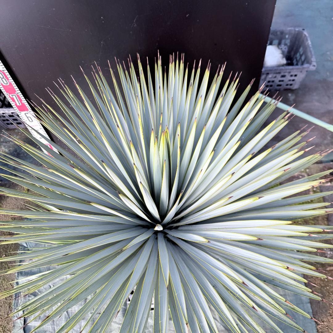 【AL1116】ユッカ　ロストラータ　希少ダブルヘッド