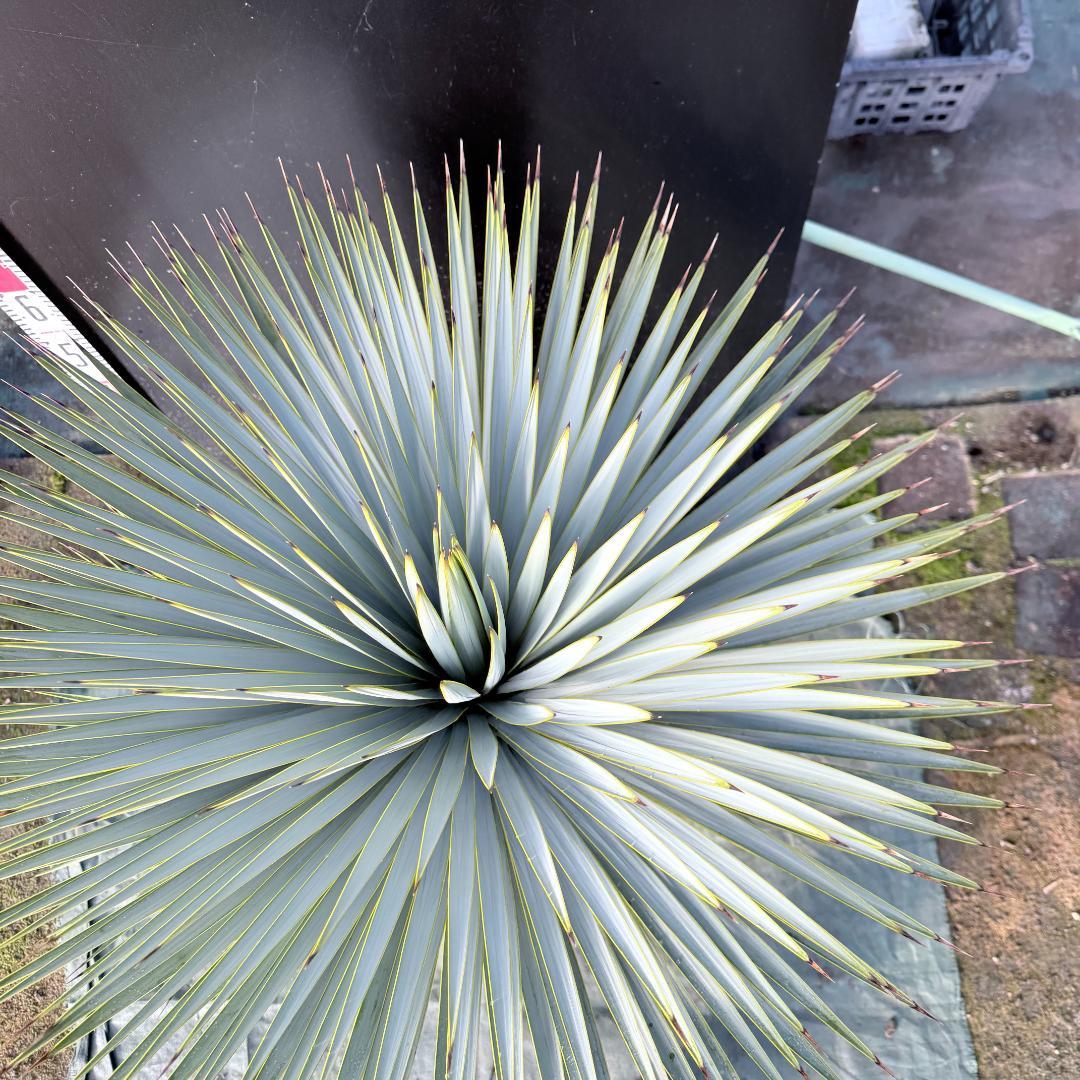 【AL1116】ユッカ　ロストラータ　希少ダブルヘッド