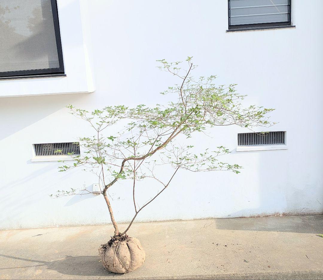 唯一無二。山採りヤマツツジ。