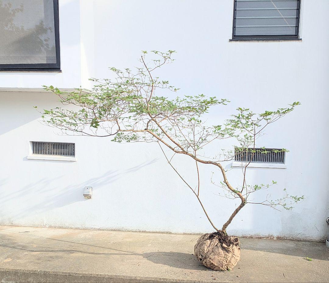 唯一無二。山採りヤマツツジ。