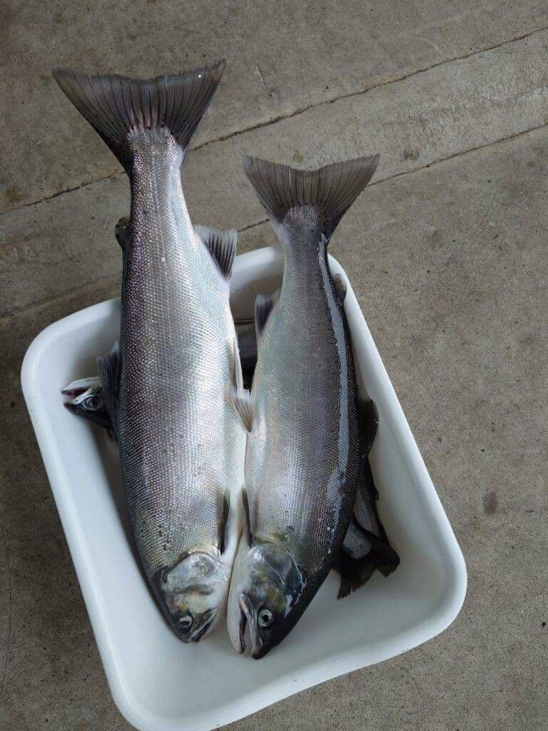 ビワマス釣り最強ルアー ！レイクトローリング ５個セット！