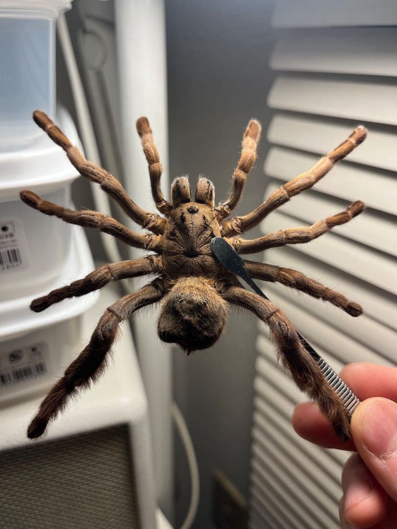 【標本】ベトナムスタウトレッグアースタイガータランチュラ LS14cm程