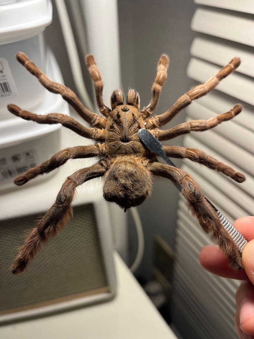 【標本】ベトナムスタウトレッグアースタイガータランチュラ LS14cm程