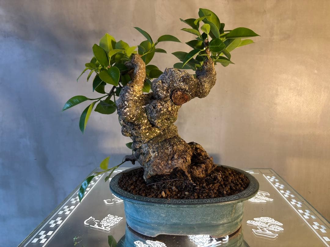 ガジュマル盆栽