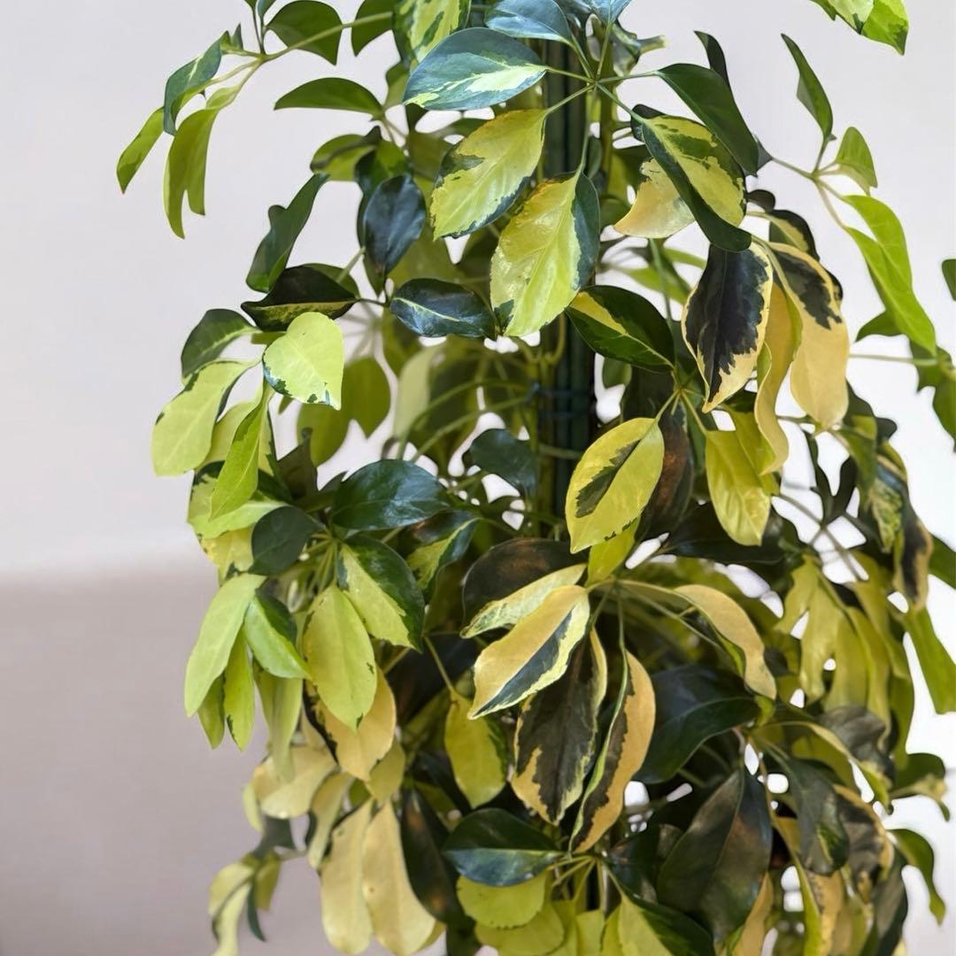 ☆ シェフレラ•ゴールドリーフ♪ 140cm 10号 リビングサイズ♪